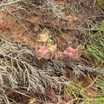 Tripodion tetraphyllumFlower