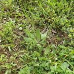 Plantago rhodosperma Hábito