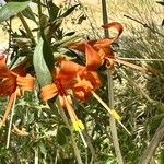 Anisacanthus thurberi Květ