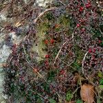 Cotoneaster horizontalis Alkat (teljes növény)