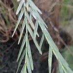 Isochilus linearis Leaf