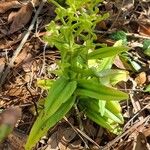 Habenaria repens Foglia