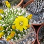 Gymnocalycium pflanzii ফুল