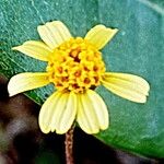 Bidens pilosa 花