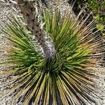 Agave striata Blatt