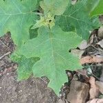 Solanum trilobatum Blatt