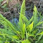 Blechnum spicantЛист