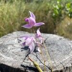 Bletia purpurea 花