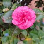 Camellia sasanqua Цвят