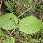 Viburnum lantanaBlatt