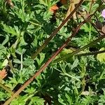 Erodium cicutarium Bark