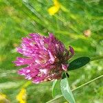 Trifolium mediumFlower