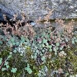 Sedum hirsutum Libunga