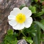 Ranunculus alpestris Fleur