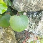 Adiantum reniforme Лист