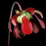 Sarracenia rubra Virág