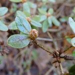 Rhododendron lapponicum পাতা