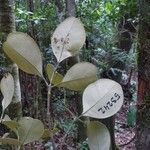 Codia discolor Blad