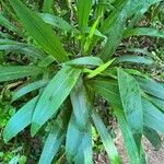 Setaria sulcata Leaf