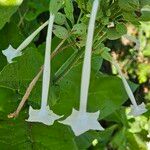 Nicotiana sylvestris Blomma