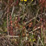 Pityopsis graminifolia Агульны выгляд