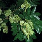 Pterocarpus rohrii Fruit