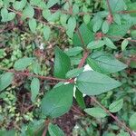 Abelia schumannii Leaf