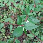 Abelia schumannii Fulla