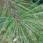 Pinus jeffreyi ഇല