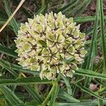 Asclepias asperula Flower