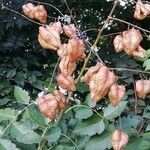 Koelreuteria paniculata Fruit