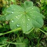 Alchemilla monticola Blad