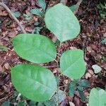 Dialium dinklagei Hoja