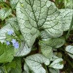 Brunnera macrophyllaЛіст