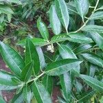 Cestrum diurnum Leaf