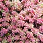 Sedum anglicum Çiçek