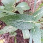 Verbascum lychnitis Leaf