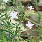 Stenaria nigricans Flower