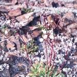 Lewisia congdonii Hábito