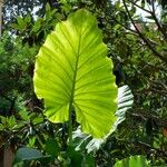 Alocasia macrorrhizos Blad