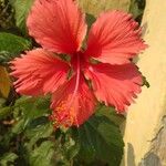 Hibiscus schizopetalusFlower