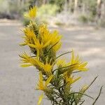 Tetradymia filifolia Цвят