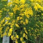 Genista florida Habit