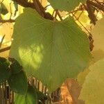 Vitis californica Blatt