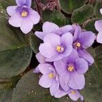 Streptocarpus ionanthus Хабит