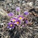 Anemone patens Blüte