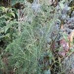 Artemisia abrotanum Habit