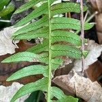 Blechnum spicant മറ്റ്