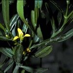 Cneorum tricoccon Цветок