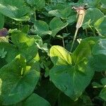 Arisarum vulgare 整株植物